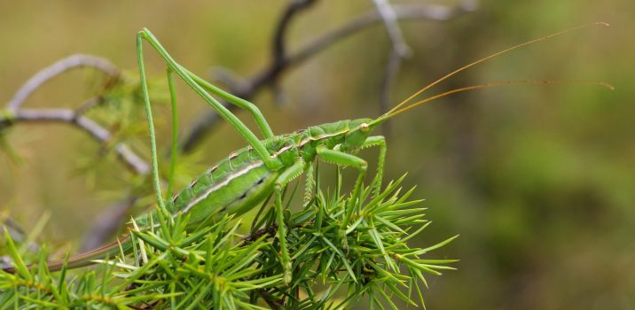 Carnets Nature – Insectes SAGA PEDO, REINE DE LA NUIT